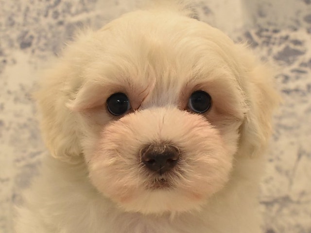 2024年5月7日生まれのハーフ犬・ミックス犬の1枚目の写真